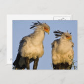 Afrika. Tanzania. Secretaris Vogels bij Ndutu Briefkaart (Voorkant / Achterkant)