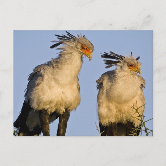 Afrika. Tanzania. Secretaris Vogels bij Ndutu Briefkaart (Voorkant)