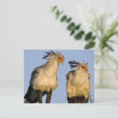 Afrika. Tanzania. Secretaris Vogels bij Ndutu Briefkaart (Staand voorkant)