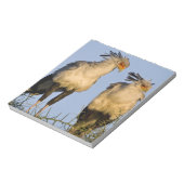 Afrika. Tanzania. Secretaris Vogels bij Ndutu Notitieblok (Linkerzijde)