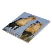 Afrika. Tanzania. Secretaris Vogels bij Ndutu Tegeltje (Zijkant)