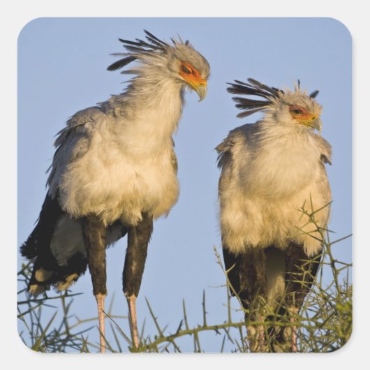 Afrika. Tanzania. Secretaris Vogels bij Ndutu Vierkante Sticker (Voorkant)