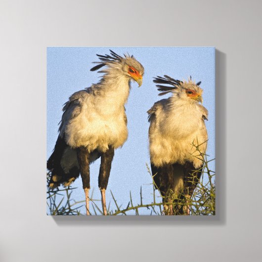 Afrika. Tanzania. Secretarisvogels bij Ndutu Canvas Afdruk (Voorkant)