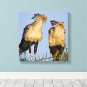 Afrika. Tanzania. Secretarisvogels bij Ndutu Canvas Afdruk (Insitu (Houten vloer))