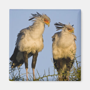 Afrika. Tanzania. Secretarisvogels bij Ndutu Magneet