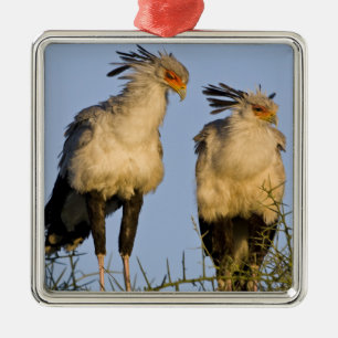 Afrika. Tanzania. Secretarisvogels bij Ndutu Metalen Ornament