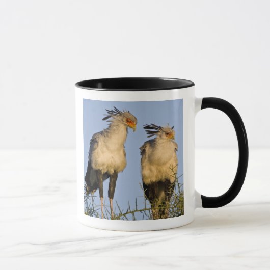 Afrika. Tanzania. Secretarisvogels bij Ndutu Mok (Rechts)