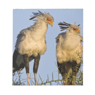Afrika. Tanzania. Secretarisvogels bij Ndutu Notitieblok