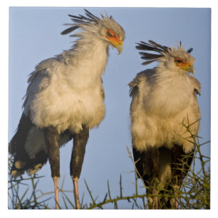 Afrika. Tanzania. Secretarisvogels bij Ndutu Tegeltje