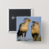 Afrika. Tanzania. Secretarisvogels bij Ndutu Vierkante Button 5,1 Cm (Voorkant /achterkant)