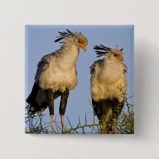 Afrika. Tanzania. Secretarisvogels bij Ndutu Vierkante Button 5,1 Cm (Voorkant)