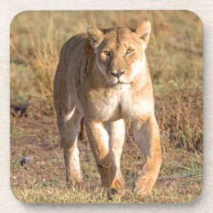 Afrika, Tanzania, Serengeti. Leeuw en Leeuwin Drankjes Onderzetter