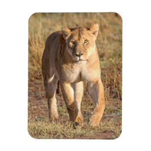 Afrika, Tanzania, Serengeti. Leeuw en Leeuwin Magneet
