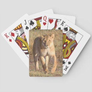 Afrika, Tanzania, Serengeti. Leeuw en Leeuwin Speelkaarten