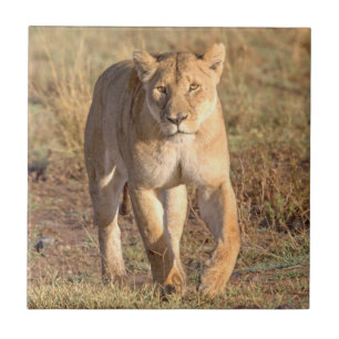 Afrika, Tanzania, Serengeti. Leeuw en Leeuwin Tegeltje