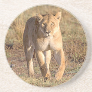 Afrika, Tanzania, Serengeti. Leeuw en Leeuwin Zandsteen Onderzetter