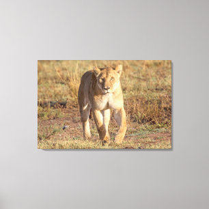 Afrika, Tanzania, Serengeti. leeuwen en leeuwen Canvas Afdruk
