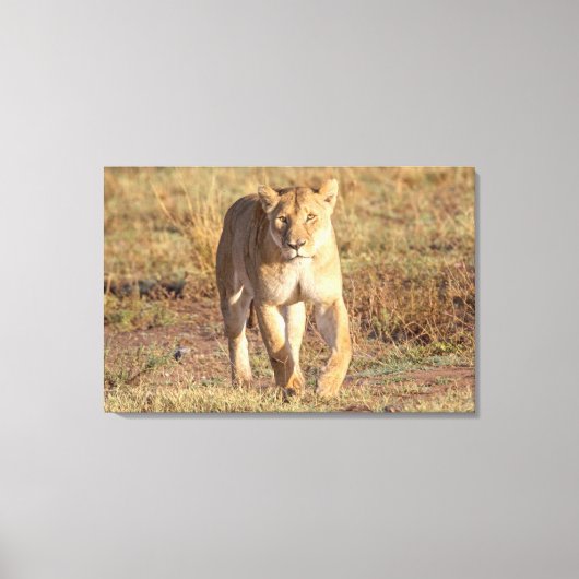 Afrika, Tanzania, Serengeti. leeuwen en leeuwen Canvas Afdruk (Voorkant)