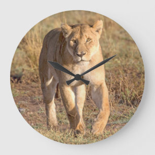 Afrika, Tanzania, Serengeti. leeuwen en leeuwen Grote Klok