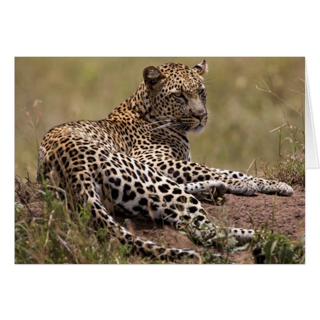 Afrika, Tanzania, Serengeti. Leopard (Voorkant Horizontaal)