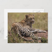 Afrika, Tanzania, Serengeti. Leopard Briefkaart (Voorkant / Achterkant)