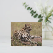 Afrika, Tanzania, Serengeti. Leopard Briefkaart (Staand voorkant)