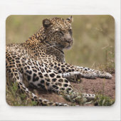 Afrika, Tanzania, Serengeti. Leopard Muismat (Voorkant)