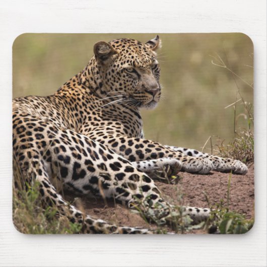 Afrika, Tanzania, Serengeti. Leopard Muismat (Voorkant)