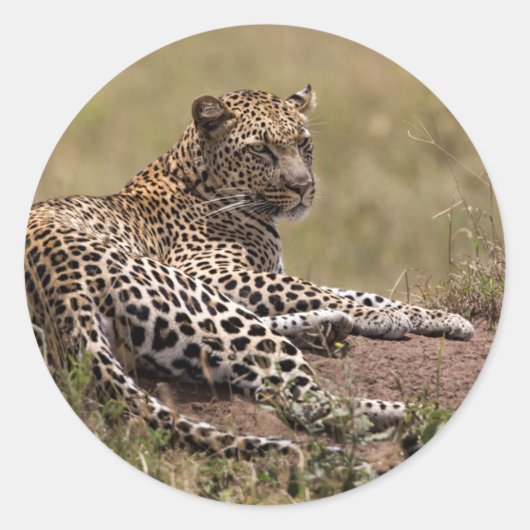 Afrika, Tanzania, Serengeti. Leopard Ronde Sticker (Voorkant)
