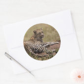 Afrika, Tanzania, Serengeti. Leopard Ronde Sticker (Envelop)