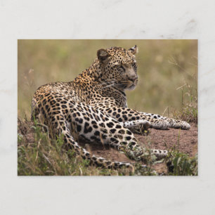 Afrika, Tanzania, Serengeti. Luipaard Briefkaart