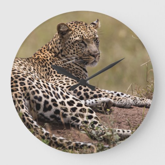 Afrika, Tanzania, Serengeti. Luipaard Grote Klok (Voorkant)