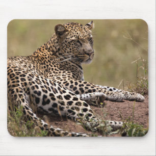 Afrika, Tanzania, Serengeti. Luipaard Muismat