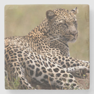 Afrika, Tanzania, Serengeti. Luipaard Stenen Onderzetter