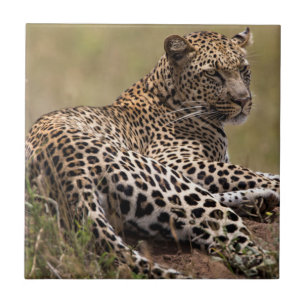Afrika, Tanzania, Serengeti. Luipaard Tegeltje