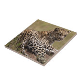 Afrika, Tanzania, Serengeti. Luipaard Tegeltje (Zijkant)
