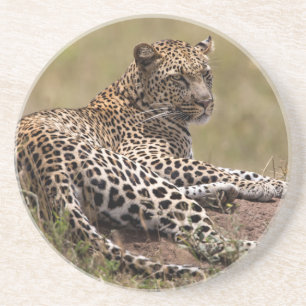 Afrika, Tanzania, Serengeti. Luipaard Zandsteen Onderzetter