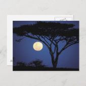 Afrika, Tanzania, Tarangire. Acacia-boom in Briefkaart (Voorkant / Achterkant)