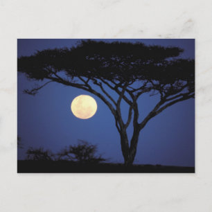 Afrika, Tanzania, Tarangire. Acacia-boom in Briefkaart