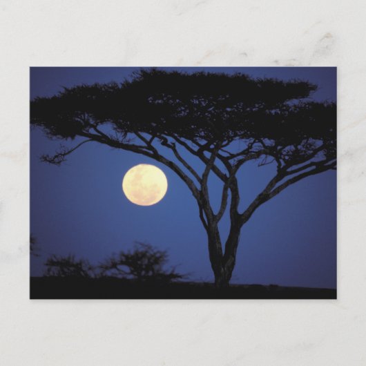 Afrika, Tanzania, Tarangire. Acacia-boom in Briefkaart (Voorkant)
