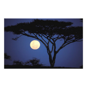 Afrika, Tanzania, Tarangire. Acaciaboom in Foto Afdruk