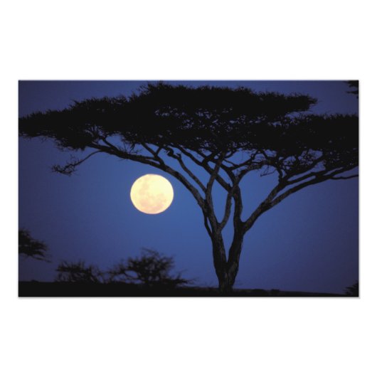 Afrika, Tanzania, Tarangire. Acaciaboom in Foto Afdruk (Voorkant)