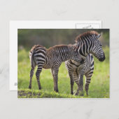 Afrika. Tanzania. Vaak voorkomende Zebra moeder en Briefkaart (Voorkant / Achterkant)