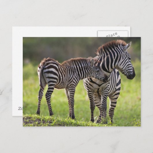 Afrika. Tanzania. Vaak voorkomende Zebra moeder en Briefkaart (Voorkant / Achterkant)