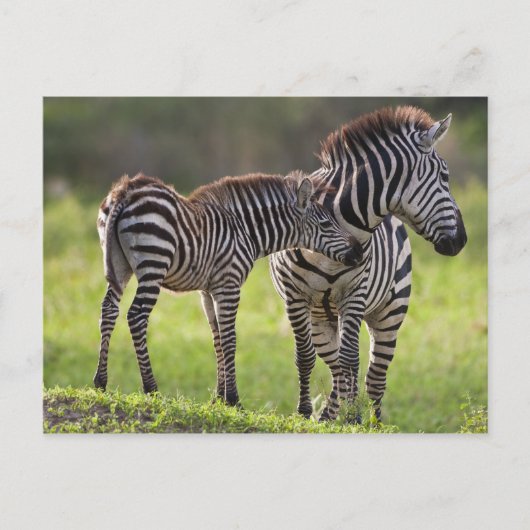 Afrika. Tanzania. Vaak voorkomende Zebra moeder en Briefkaart (Voorkant)