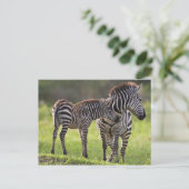 Afrika. Tanzania. Vaak voorkomende Zebra moeder en Briefkaart (Staand voorkant)