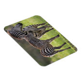 Afrika. Tanzania. Vaak voorkomende Zebra moeder en Magneet (Rechterzijde)