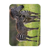 Afrika. Tanzania. Vaak voorkomende Zebra moeder en Magneet (Verticaal)