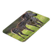 Afrika. Tanzania. Vaak voorkomende Zebra moeder en Magneet (Linkerzijde)