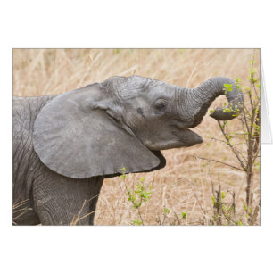 Afrika. Tanzania. Young Elephant in Tarangire